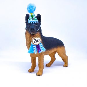 German Shepherd Adult Dog