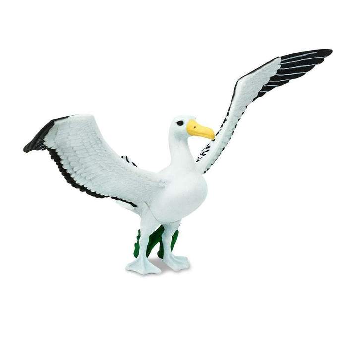 albatross-564667_700x700