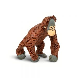 Walking Baby Orangutan