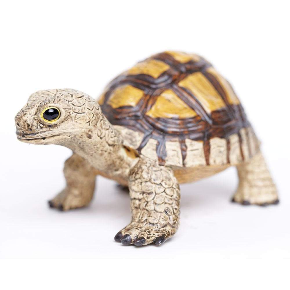 tortoise-955850_1000x1000