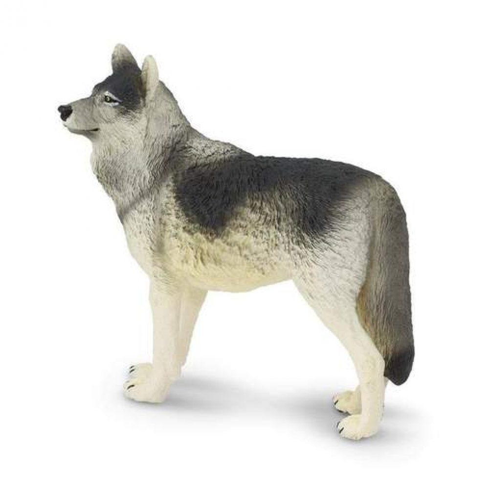 gray-wolf-783354_508x508