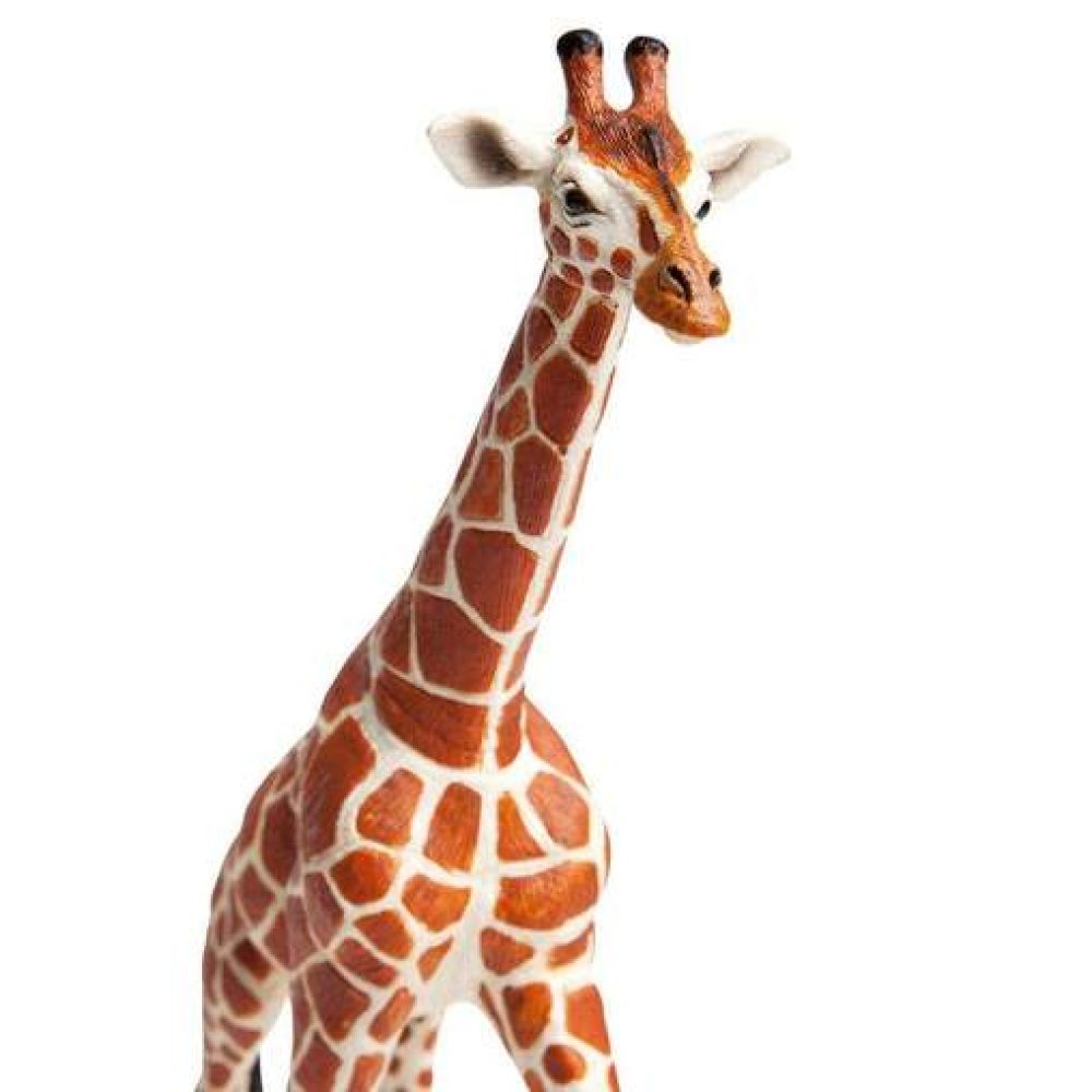 reticulated-giraffe-697417_508x508