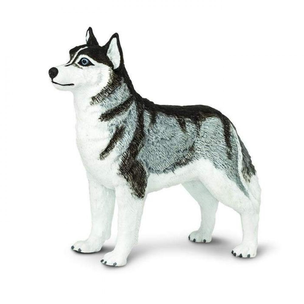 siberian-husky-194397_700x700